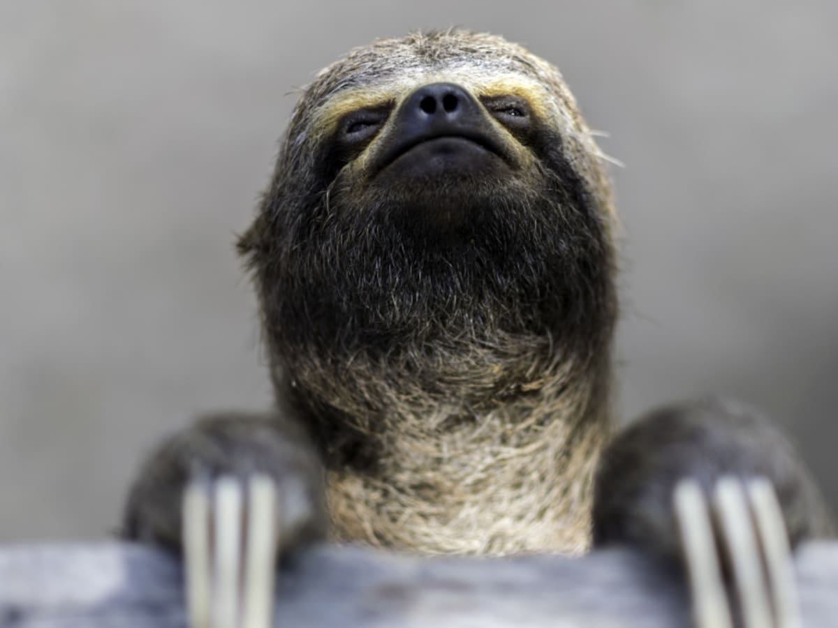 Críticas a MinAmbiente por pocas acciones en defensa de animales silvestres