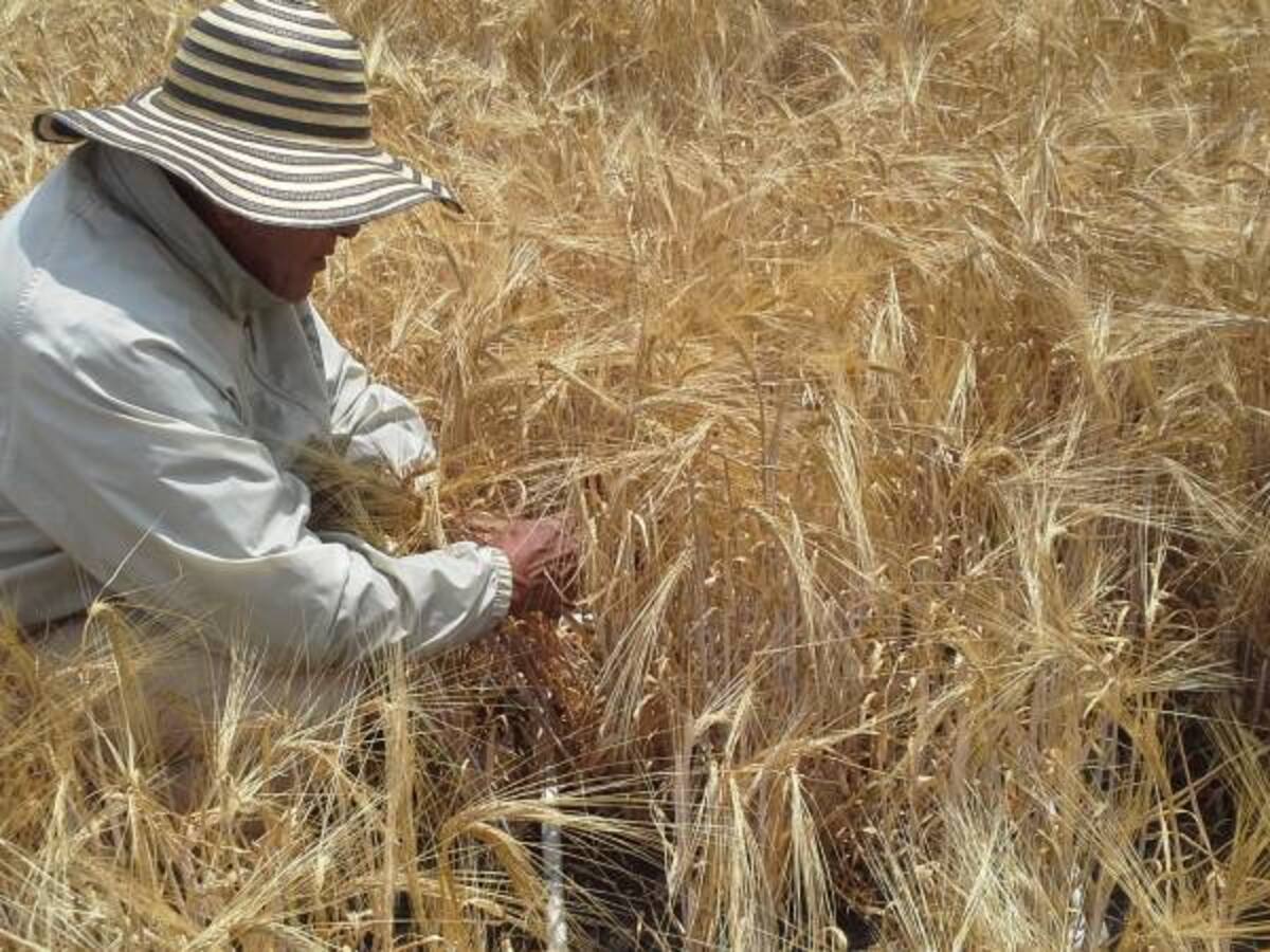 Así se cuidan los granos de cereales y leguminosas, llamados perecederos