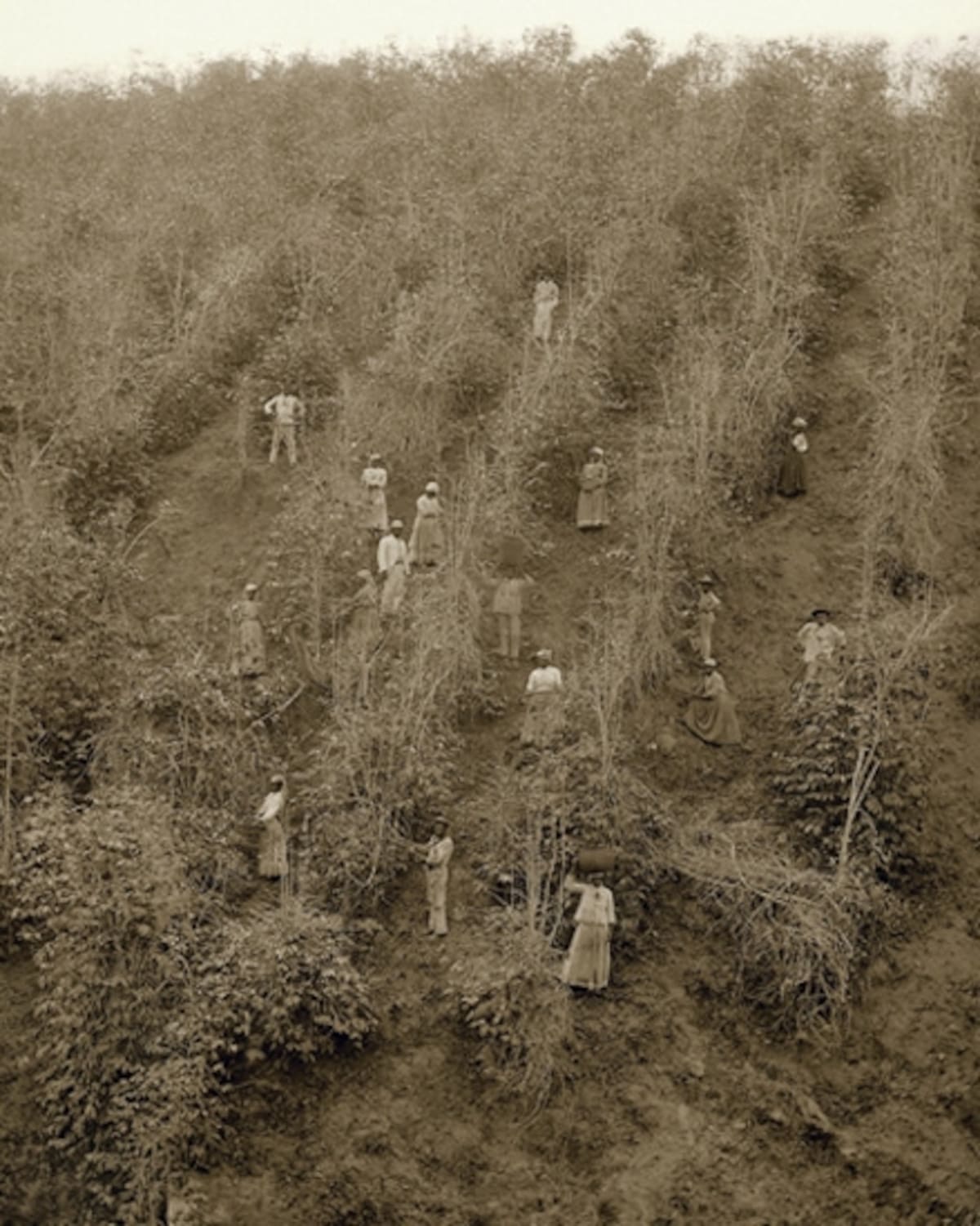 Una exposición en Sao Paulo titulada "Emancipación, inclusión y exclusión" reúne 74 fotografías de negros en Brasil en el siglo XIX, muchos de ellos esclavos. Esta imagen, "Salida para la cosecha de café en carreta", fue tomada en el Valle del Paraíba, en 1885. (Foto: Marc Ferrez/Colección Gilberto Ferrez/Acervo Instituto Moreira Salles).