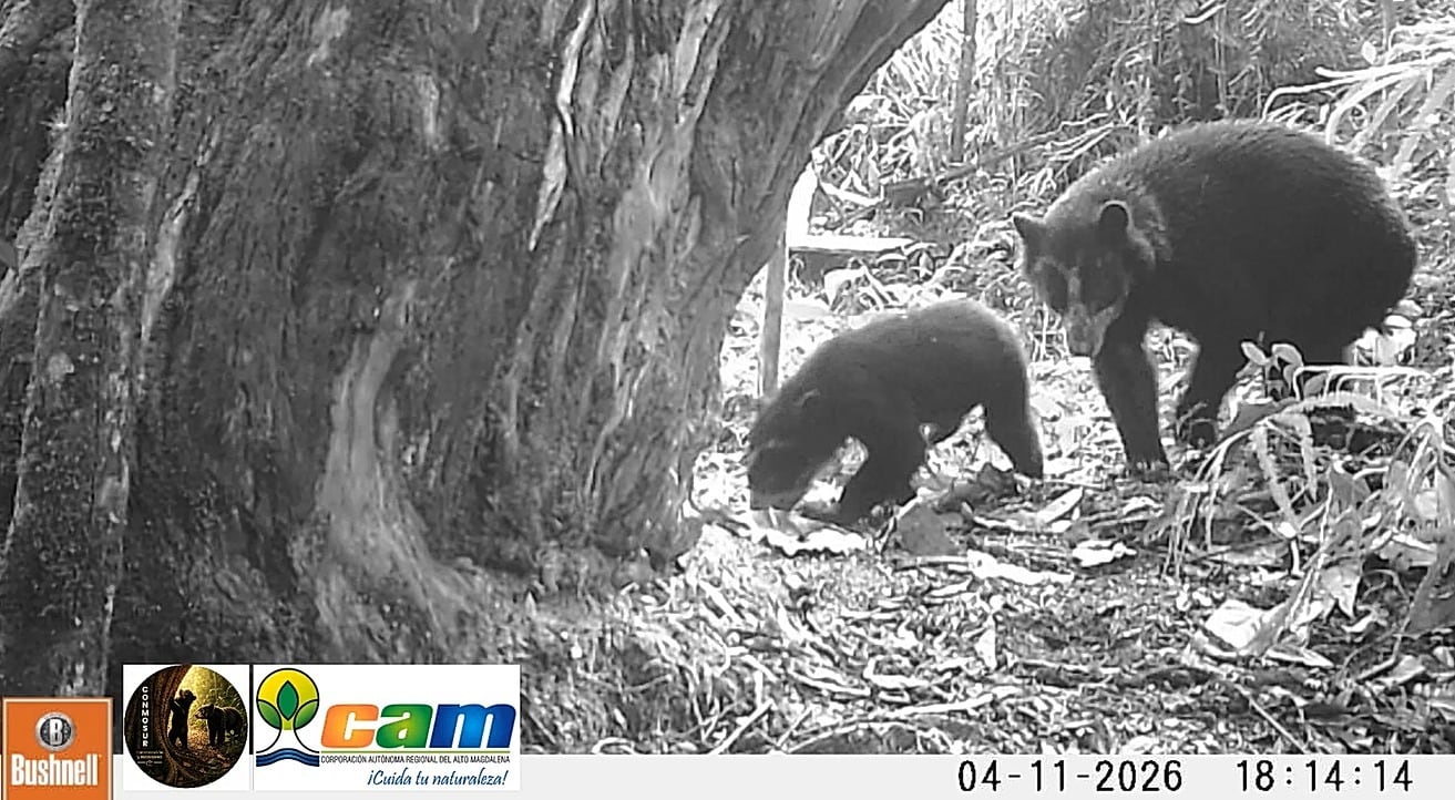 Cámaras trampa y el monitoreo de la biodiversidad registran hembras de oso de anteojos con crías en el sur y norte del departamento. Foto CAM 
