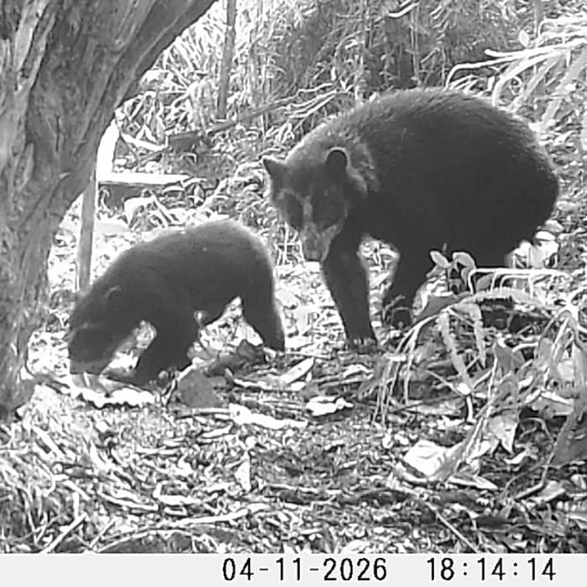 Registran hembras de oso andino con sus crías en dos áreas protegidas del Huila