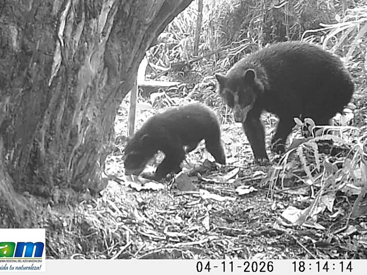 Registran hembras de oso andino con sus crías en dos áreas protegidas del Huila