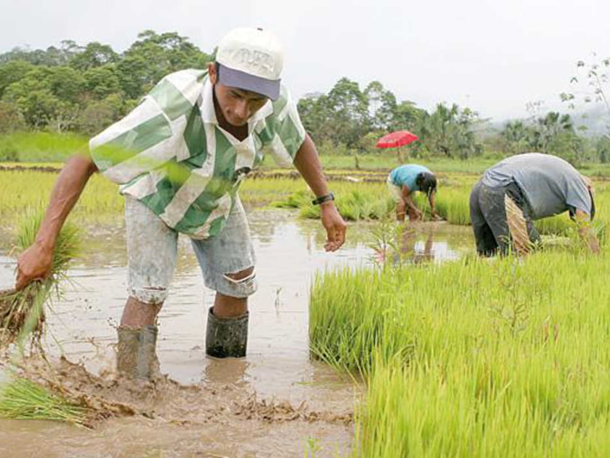 Arroceros en el Huila anuncian movilizaciones en protesta por bajos precios del arroz.