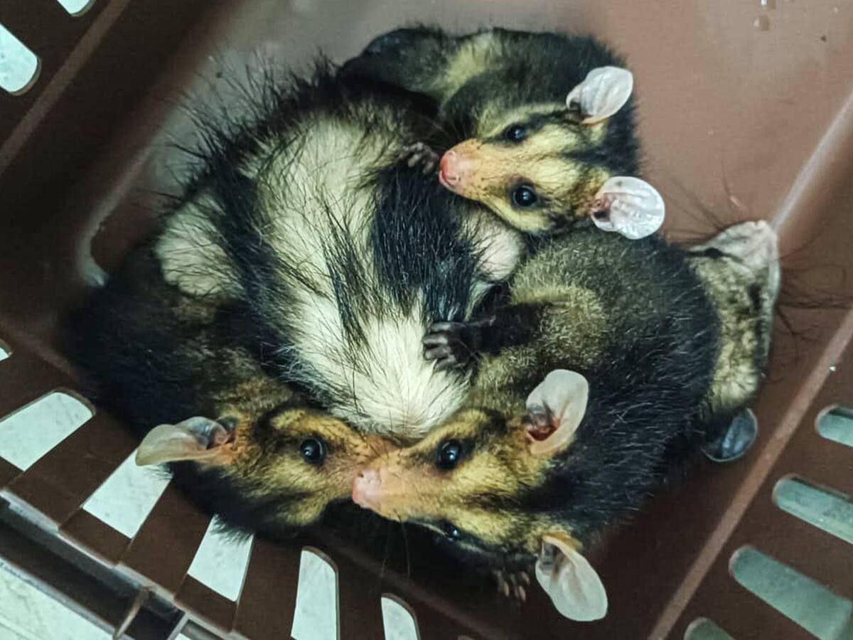 Más de 12.000 animales silvestres atendidos en el CAVR de Área Metropolitana en 2024