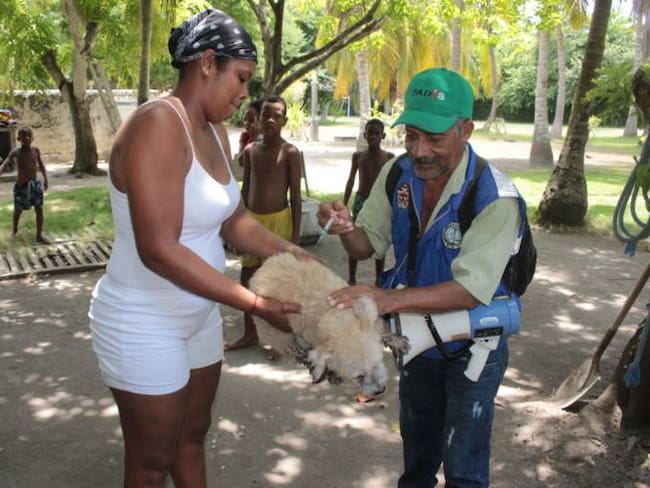 Dadis adelantó jornada de vacunación de caninos y felinos en Isla Grande