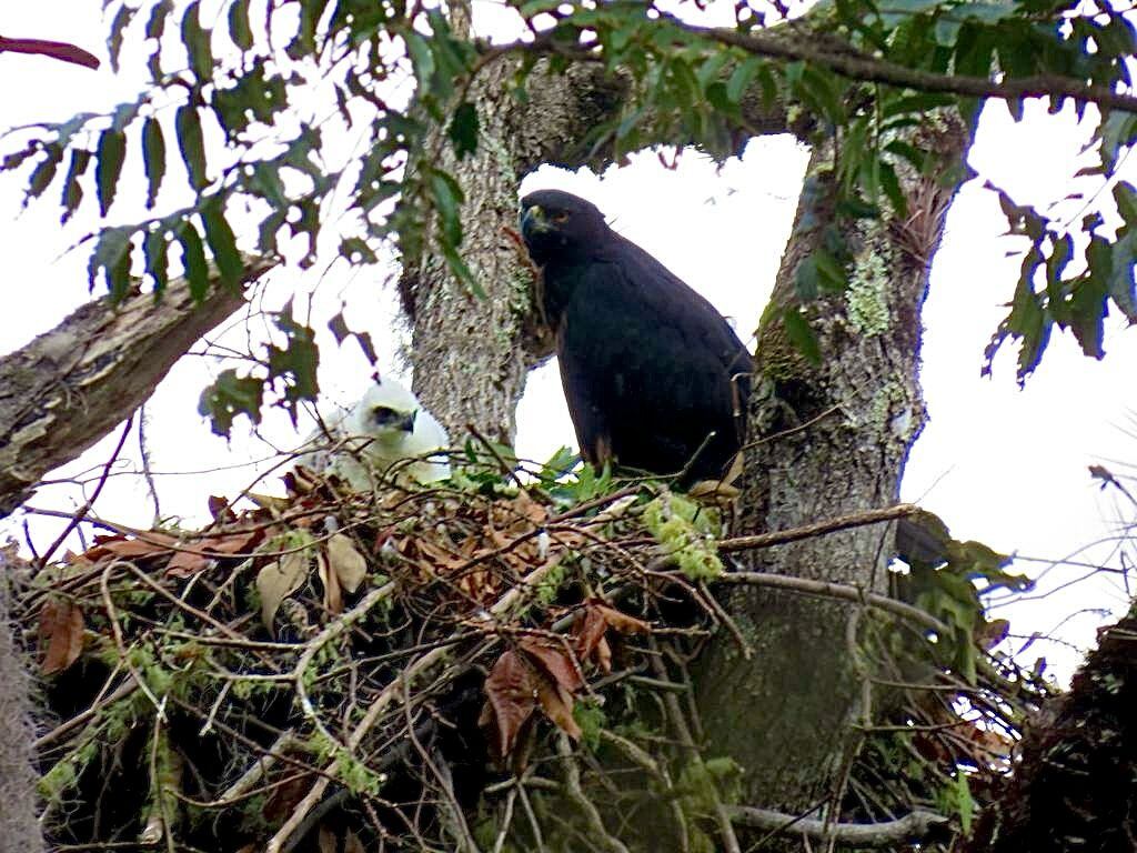 Este avistamiento refleja una reproducción exitosa, la adaptabilidad de estas aves a diferentes entornos, resalta la salud del ecosistema local y la importancia de la conservación para preservar, no solo a las águilas reales, sino también la biodiversidad y el equilibrio ambiental en la región.