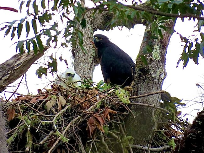 Este avistamiento refleja una reproducción exitosa, la adaptabilidad de estas aves a diferentes entornos, resalta la salud del ecosistema local y la importancia de la conservación para preservar, no solo a las águilas reales, sino también la biodiversidad y el equilibrio ambiental en la región.