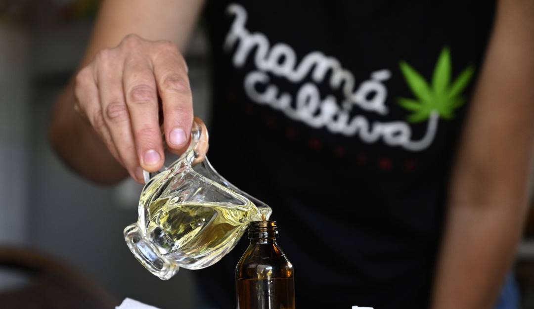 Producción local de aceite de cannabis en Argentina.           Foto: Getty 