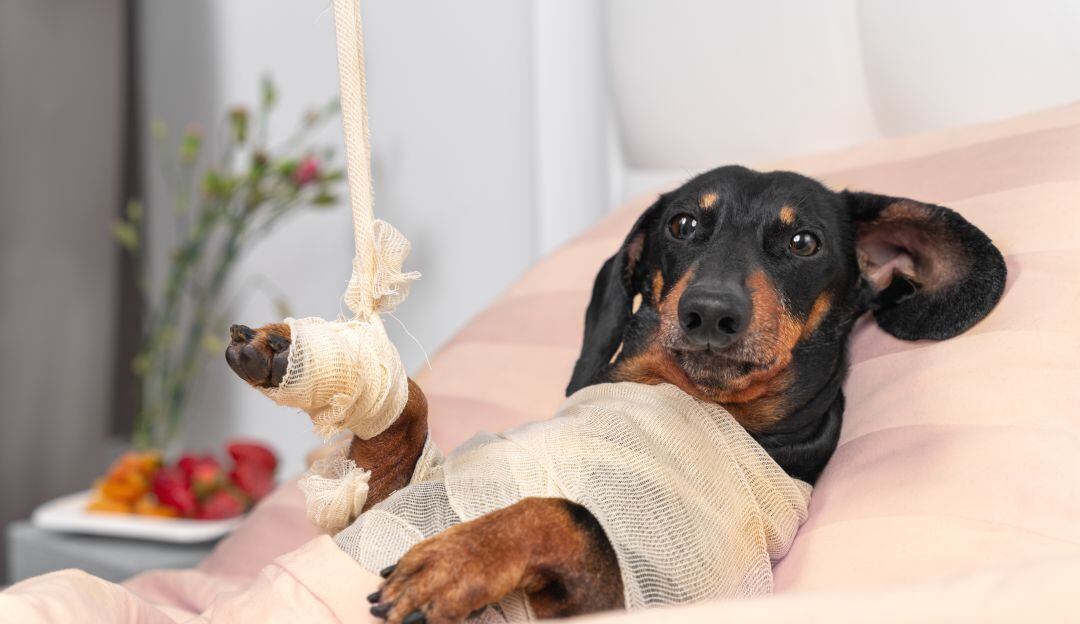 Judicializadas dos personas por no cuidar a sus mascotas