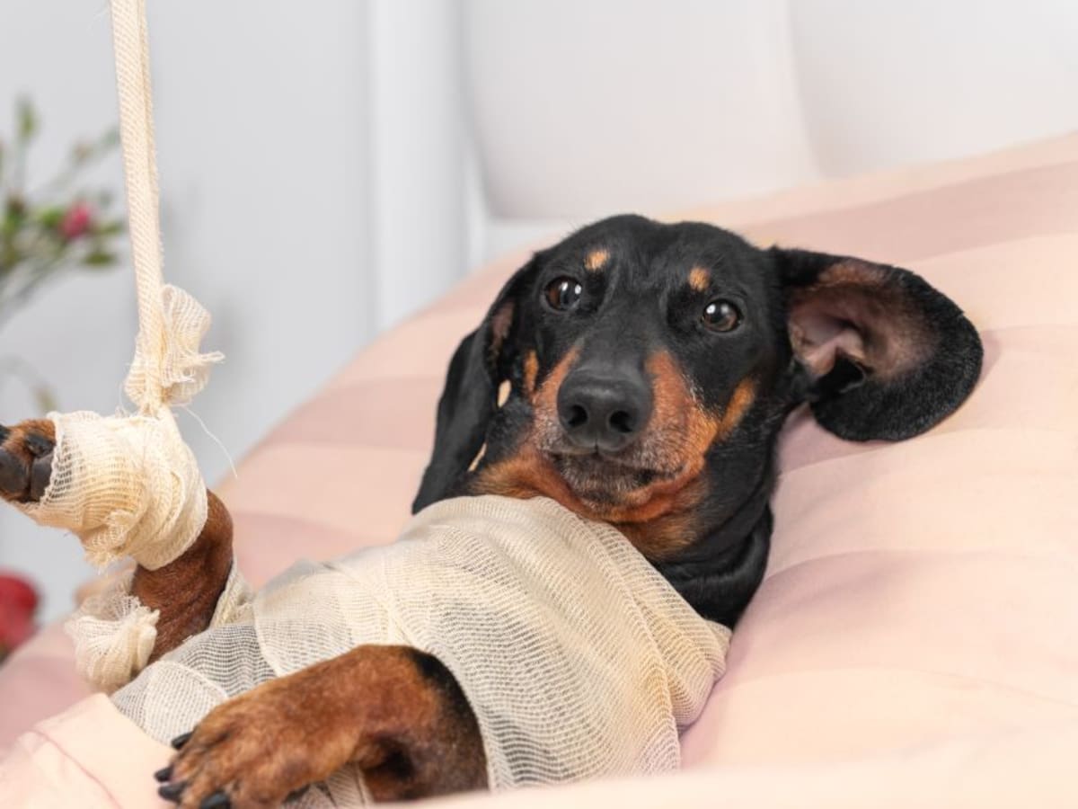 Judicializadas dos personas por no cuidar a sus mascotas