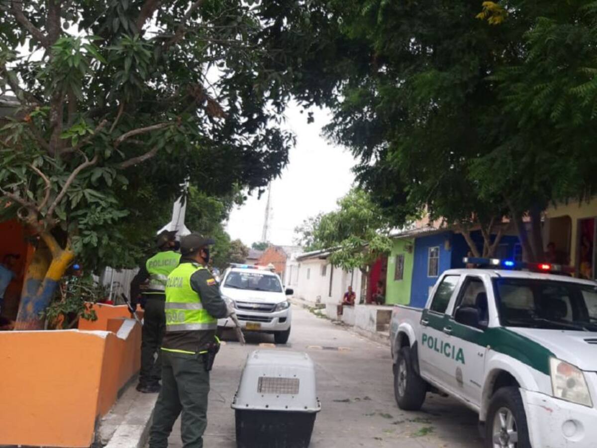 Puercoespín apareció en Polonuevo ante el confinamiento de sus habitantes