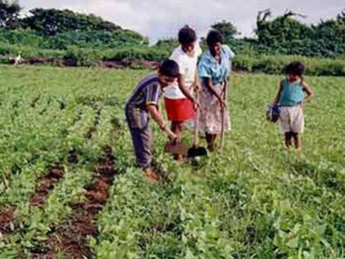 Crecimiento del agro en 2011 no será superior al 1.5 por ciento: Anif