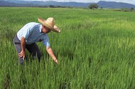 Cultivos de arroz Foto: Relacionada