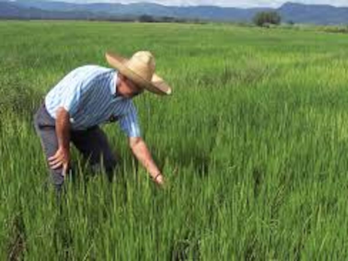 Arroceros del Huila enfrentan su peor año, precios desplomados y costos al alza