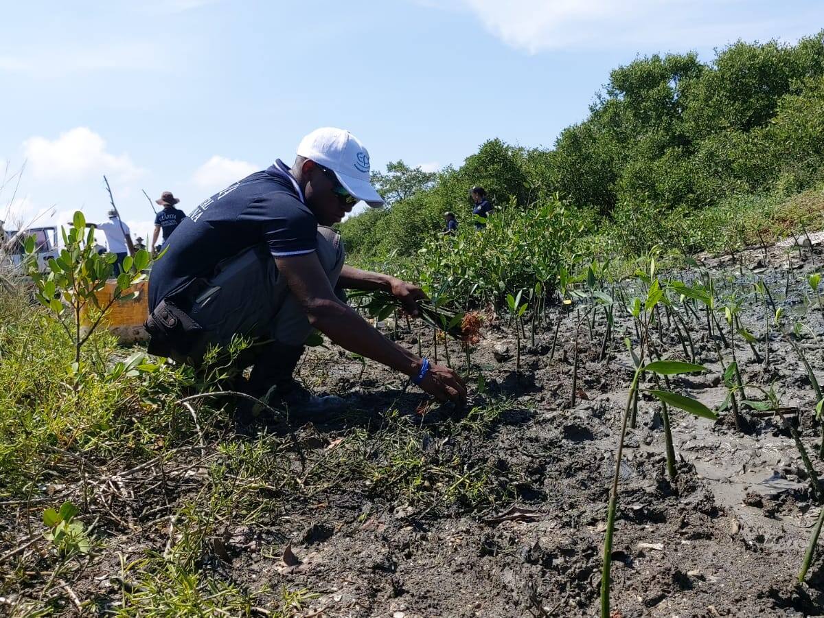 15 mil plántulas de mangle ha sembrado la Guardia Ambiental en Cartagena