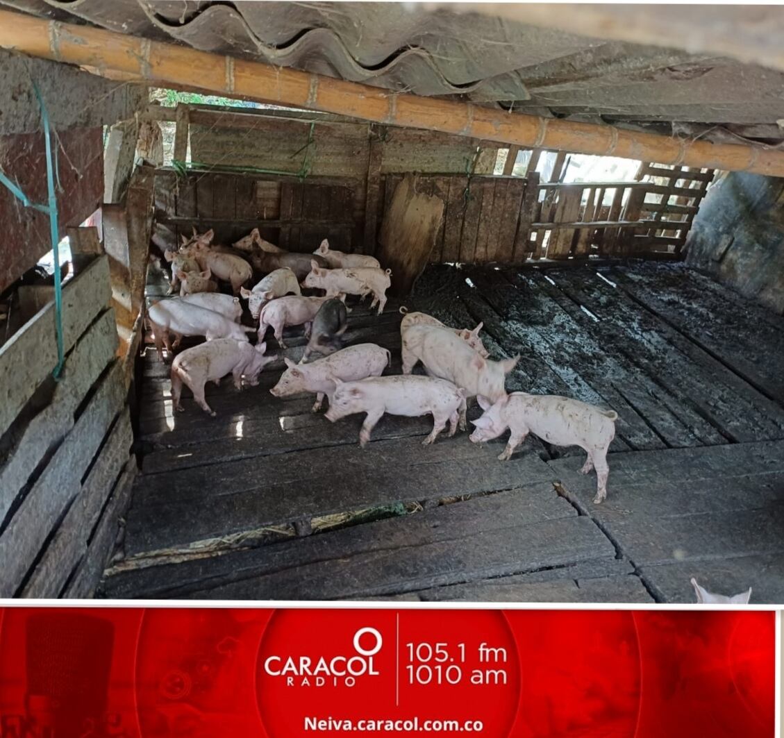 Bajo la lupa de la Secretaría se encuentran otras marraneras ilegales, ubicadas en las comunas 8, 9, 10 y en el corregimiento de Fortalecillas.