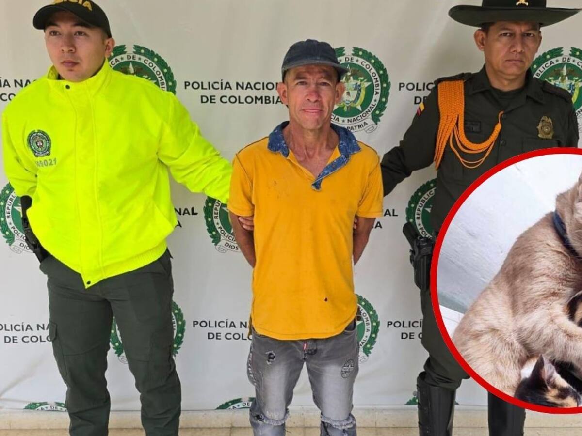Por primera vez en Colombia un hombre va a la cárcel por torturar y matar a un gato