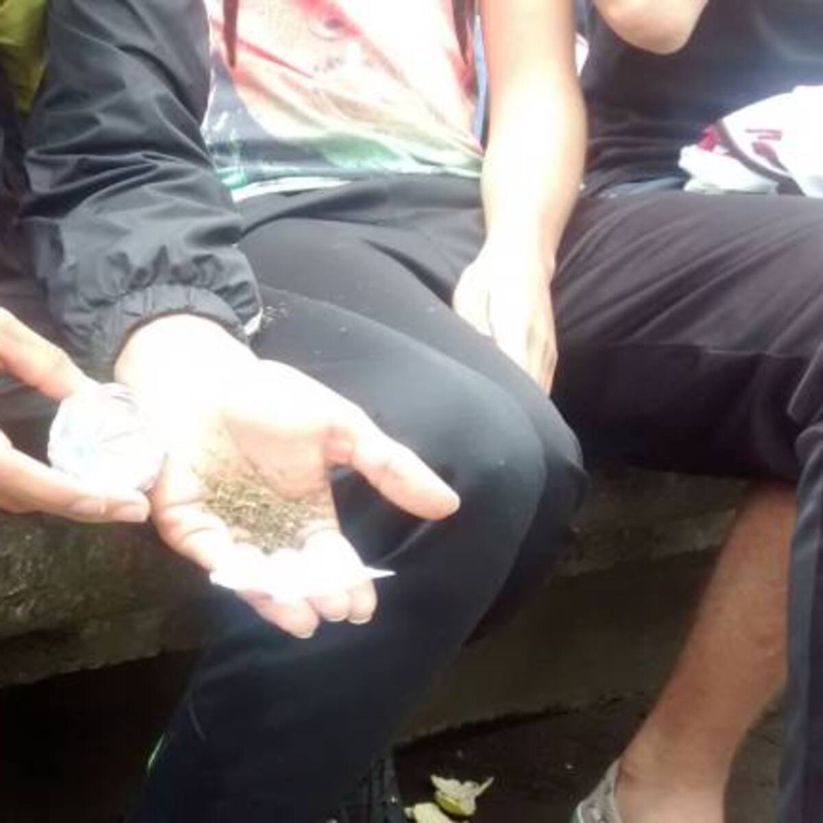 Colectivo cannabico de Manizales defendió el derecho al consumo