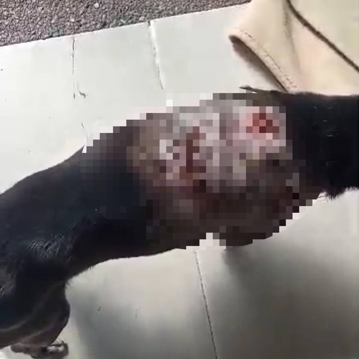 Un perro fue agredido con machete en un hecho de intolerancia en Calarcá, Quindío