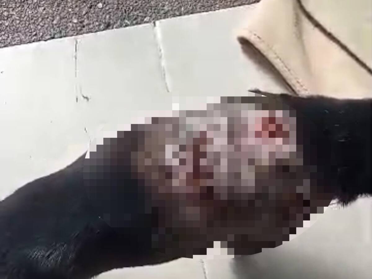 Un perro fue agredido con machete en un hecho de intolerancia en Calarcá, Quindío