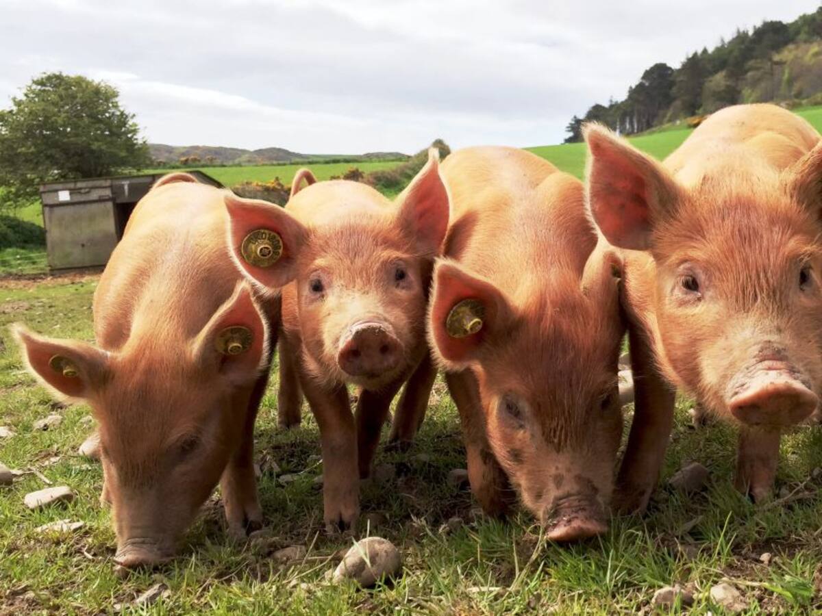 El 61% de los microorganismos infecciosos provienen de los animales