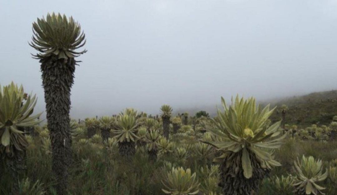 Con el pago por servicios ambientales Colombia preserva 115 mil hectáreas de áreas naturales. 