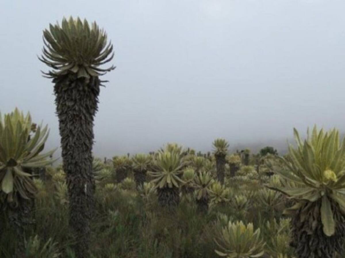 115.000 hectáreas se conservan gracias al pago por servicios ambientales