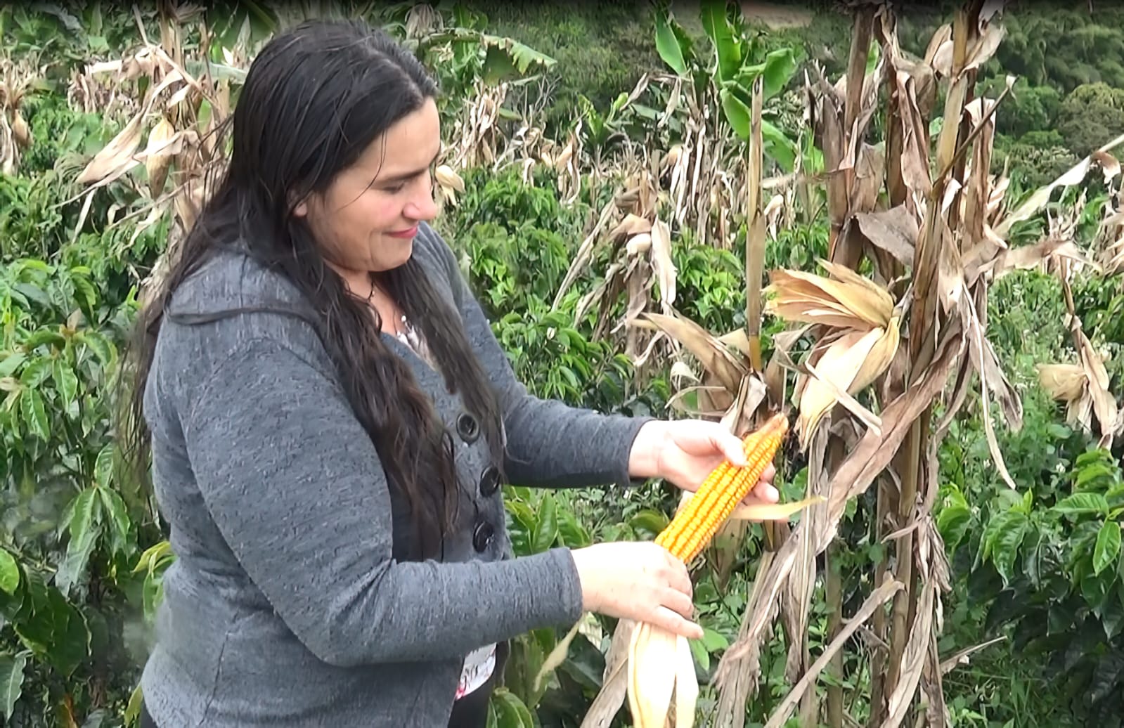 La LEC Huila operará hasta que se agoten los recursos destinados por la Gobernación del Huila para compensar los intereses de los créditos agropecuarios, por lo que se recomienda a los sujetos de este incentivo, acercarse cuanto antes a iniciar los trámites del crédito.
