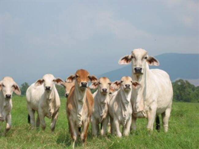 Plan de Choque para apoyar a los ganaderos por desplome de las exportaciones adoptó el Gobierno
