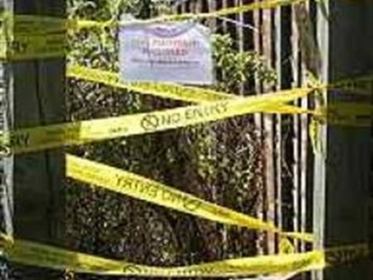 Detectan casos de aftosa porcina en frontera con Ecuador