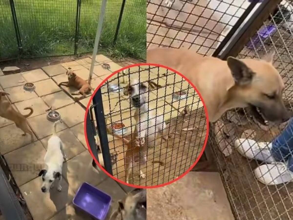 “Viven entre las heces”: denuncian nuevas anomalías en la Unidad de Bienestar Animal en Bucaramanga