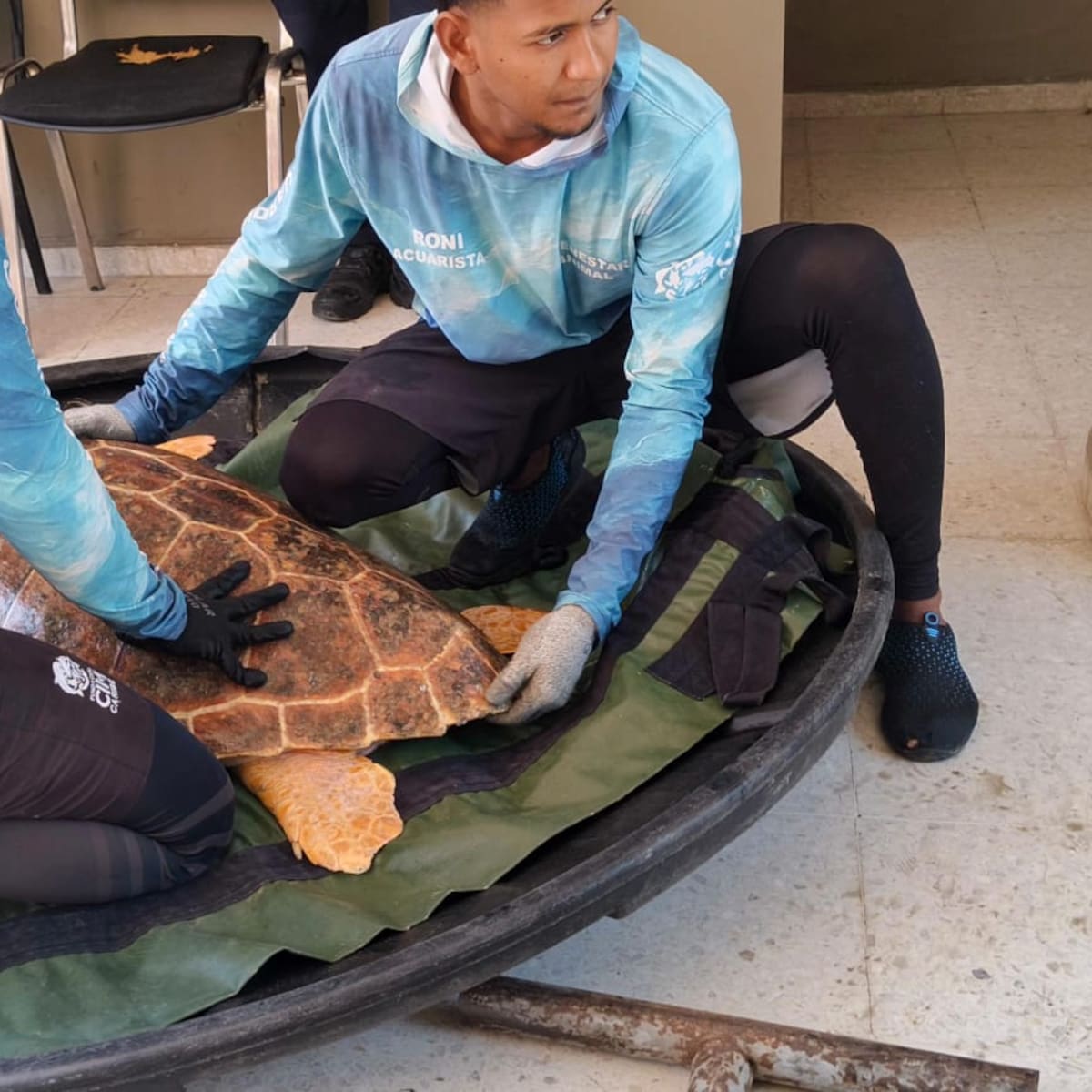 Tortuga caguama fue rescatada por pescadores de Ciénaga, Magdalena