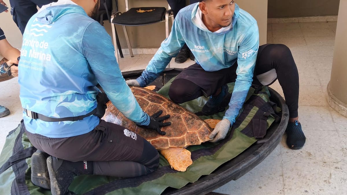 Tortuga caguama fue rescatada por pescadores de Ciénaga, Magdalena