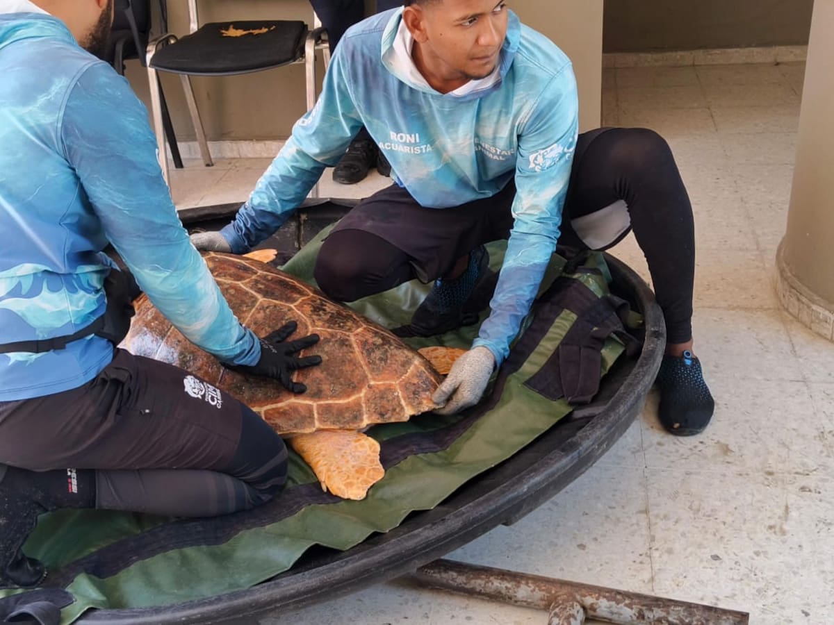 Tortuga caguama fue rescatada por pescadores de Ciénaga, Magdalena