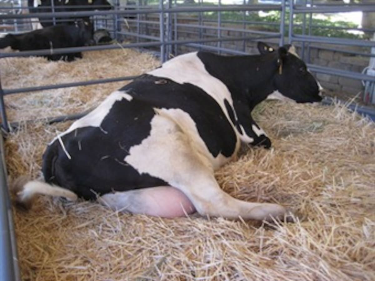 En el Huila una vaca parió ‘cuatrillizos’