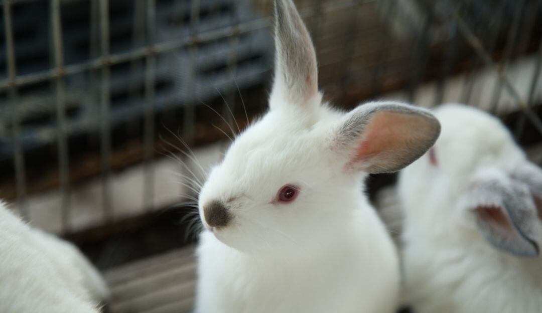 Conejos en el Centro de Biotecnología Agropecuaria de Mosquera