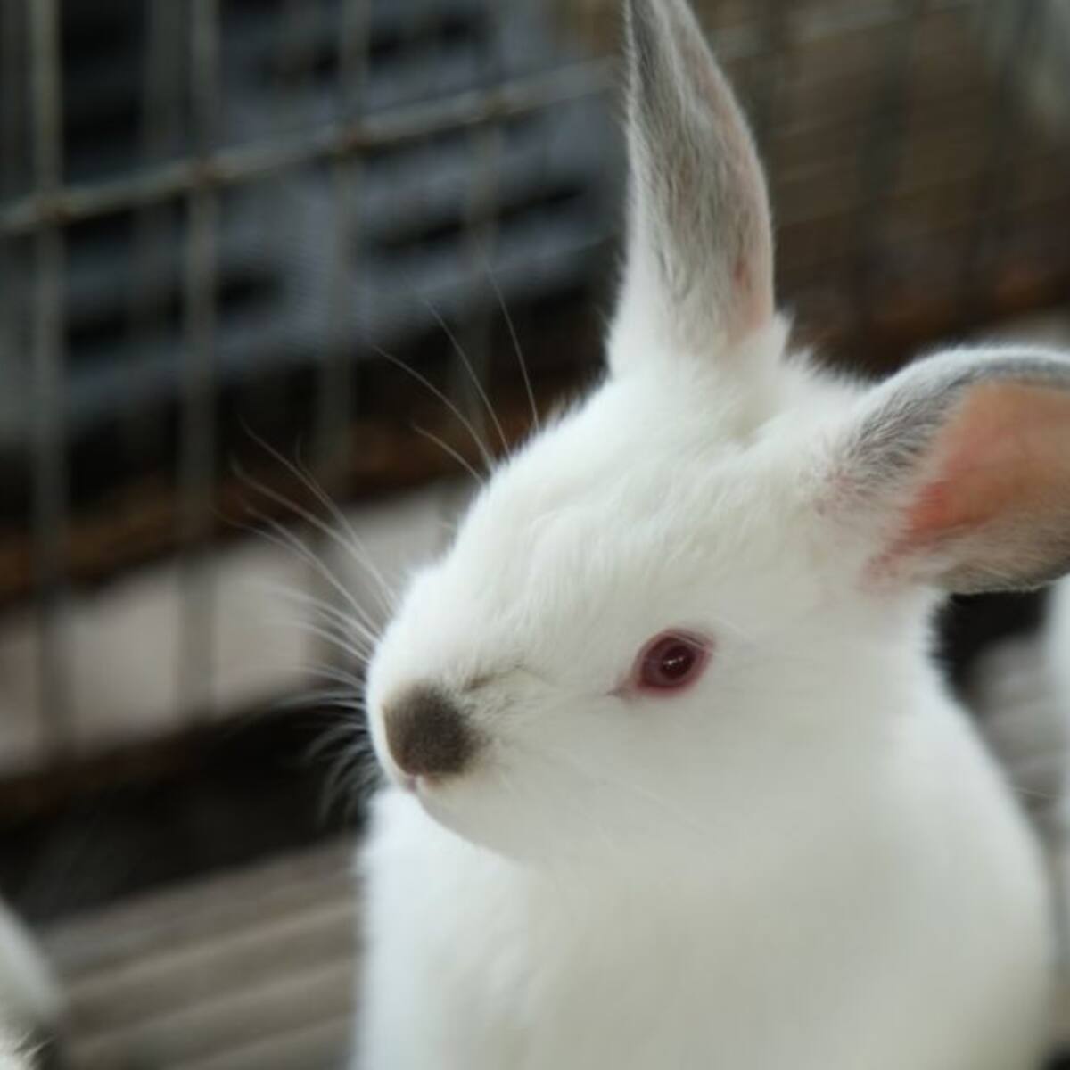 En pandemia aumentó la compra de conejos como mascotas