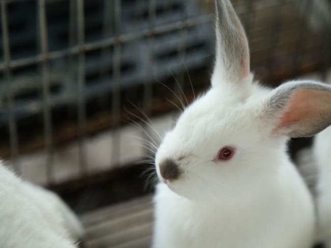 Conejos en el Centro de Biotecnología Agropecuaria de Mosquera