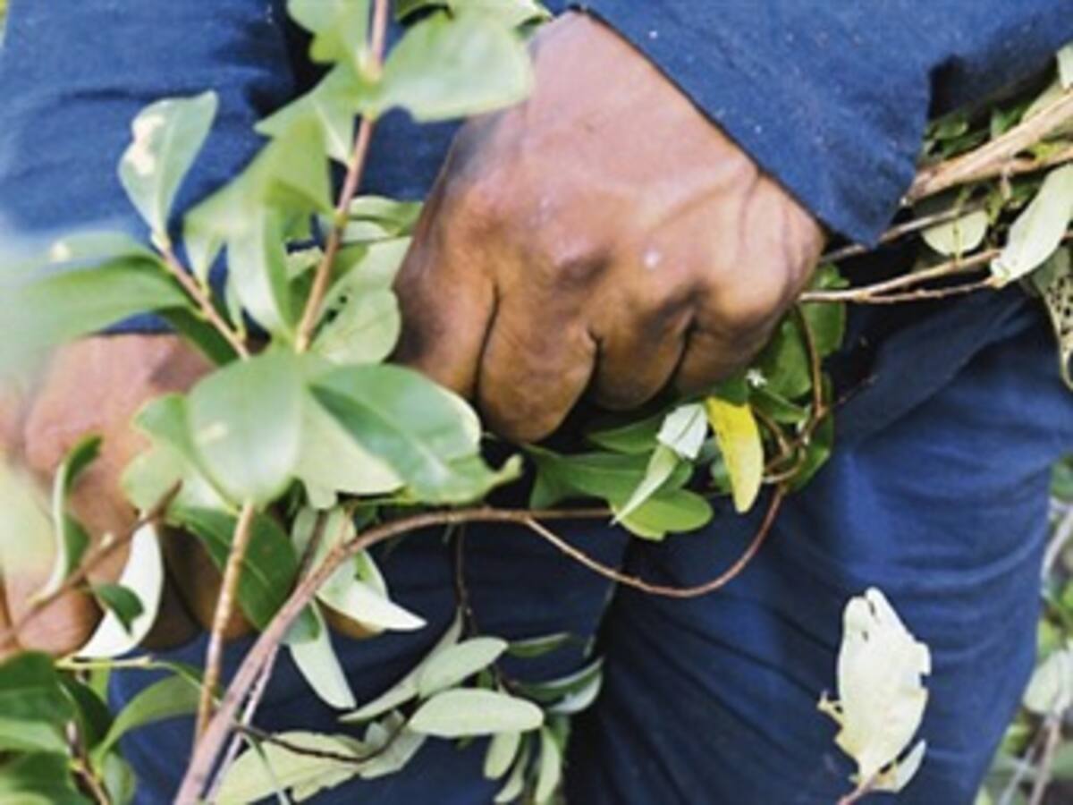 En descenso la erradicación manual de coca en Colombia