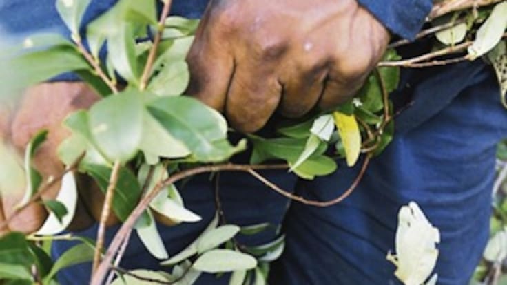 En descenso la erradicación manual de coca en Colombia