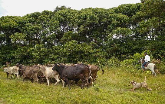 Ganadería en Colombia