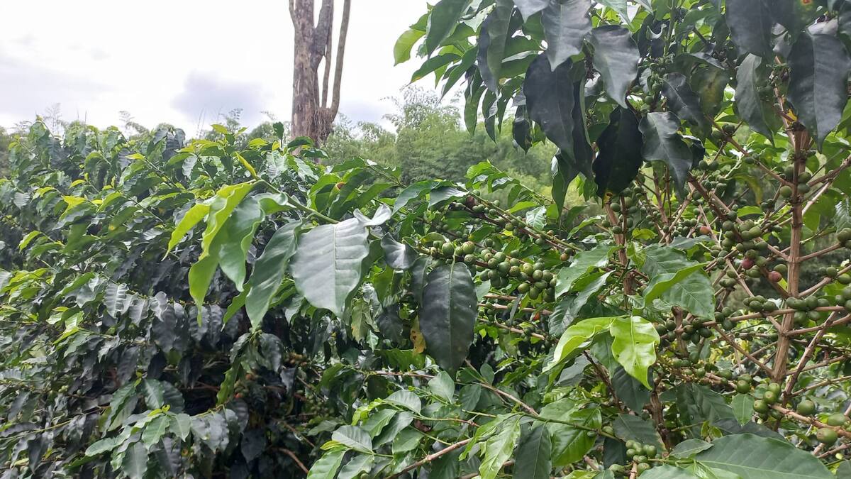 Director del comité de cafeteros del Quindío