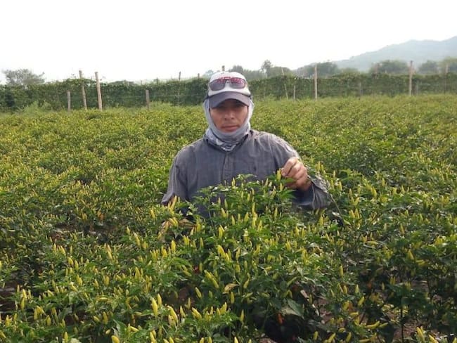 Gobierno destina más de 26 mil millones para la compra de tierras