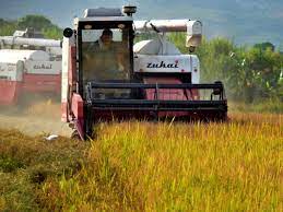 En el Huila arroceros terminan un año favorable en producción la venta.