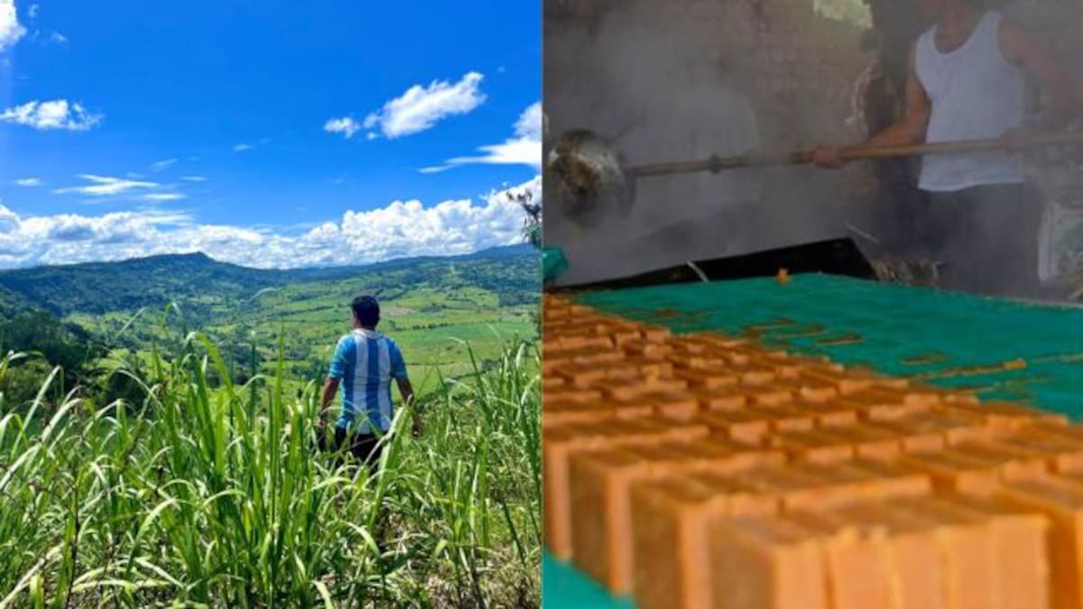 Cundinamarca entregó insumos y herramientas para el control biológico de la Diatraea en Vergara