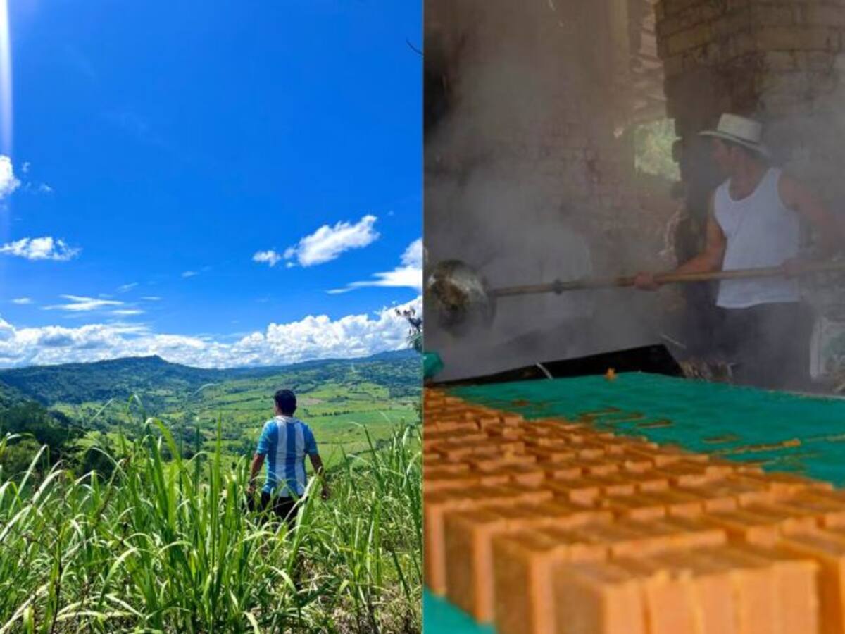 No hay trabajadores para el proceso de la cadena panelera en Santander ¿Por qué?