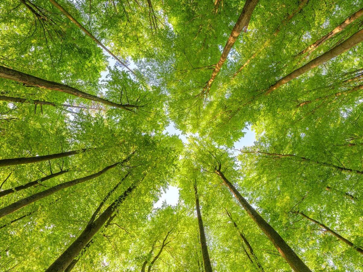 ¿América Latina es la solución para la descarbonización y la transición energética?