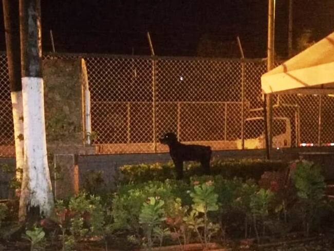 ‘Mocho’, el perro policía que ‘habló’ con la virgen