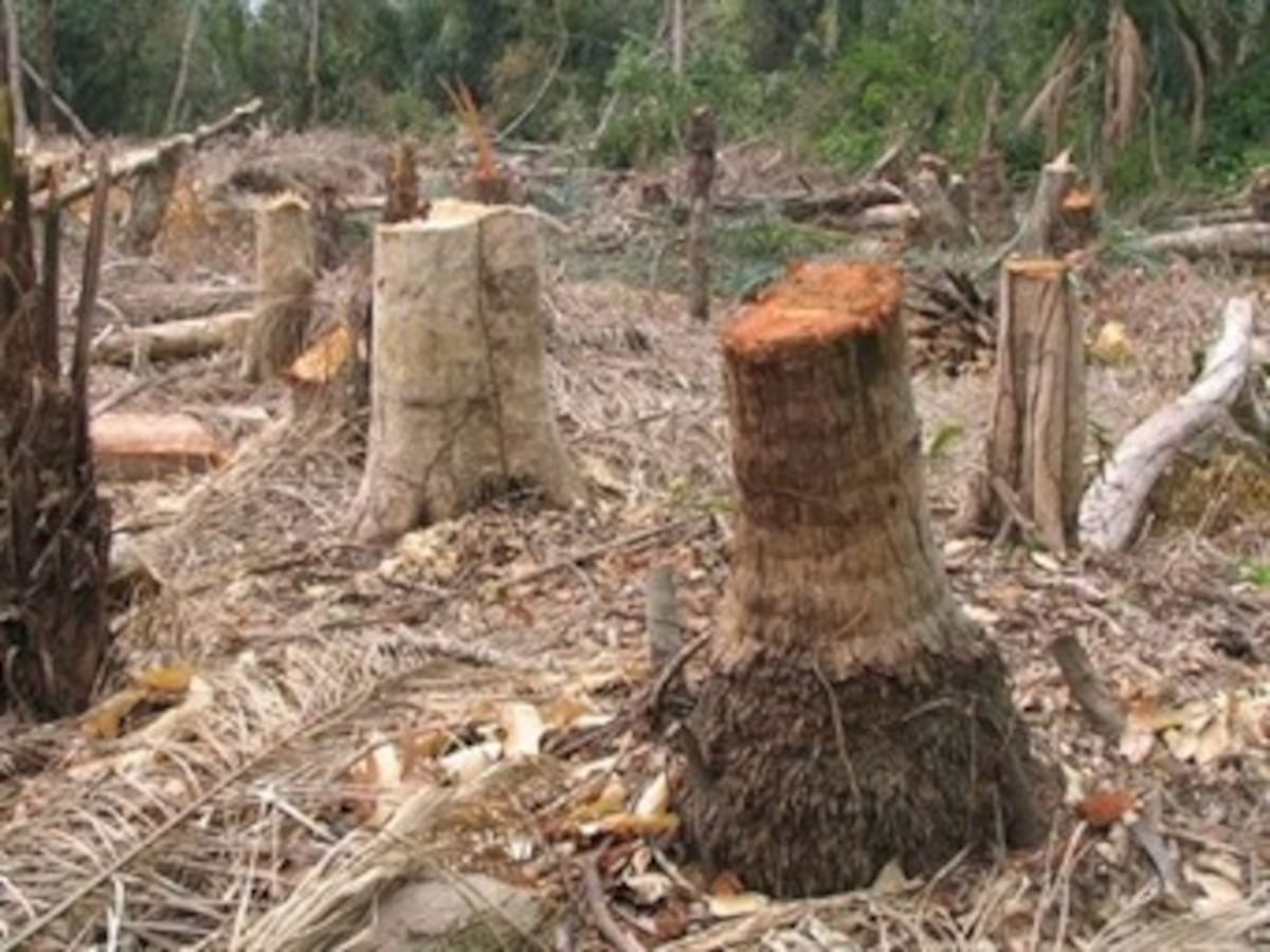 Gobierno destacó reducción de un 39% en el promedio anual de deforestación