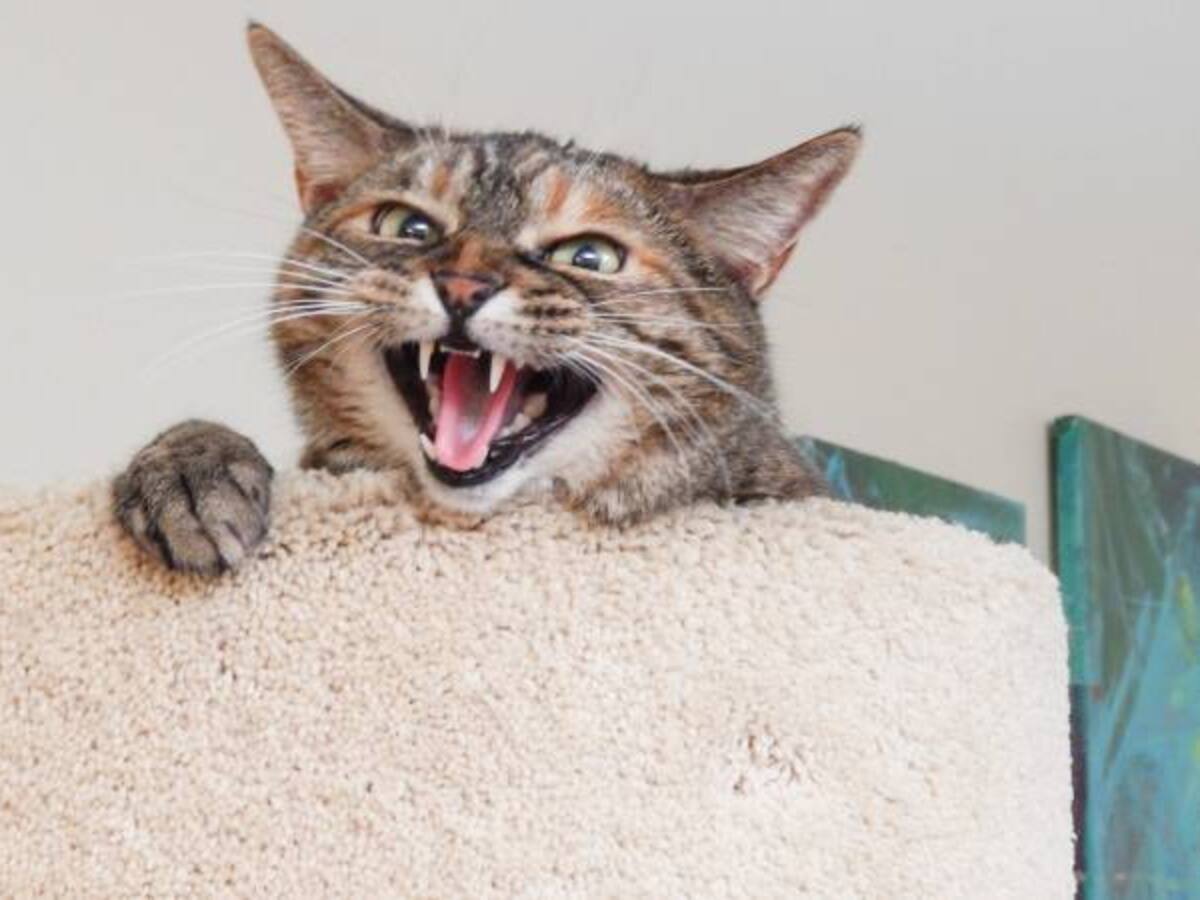 Un gato dejó sin energía a siete municipios del occidente de Nariño